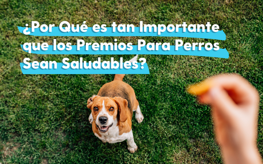 ¿Por qué es tan importante que los premios para perros sean saludables?