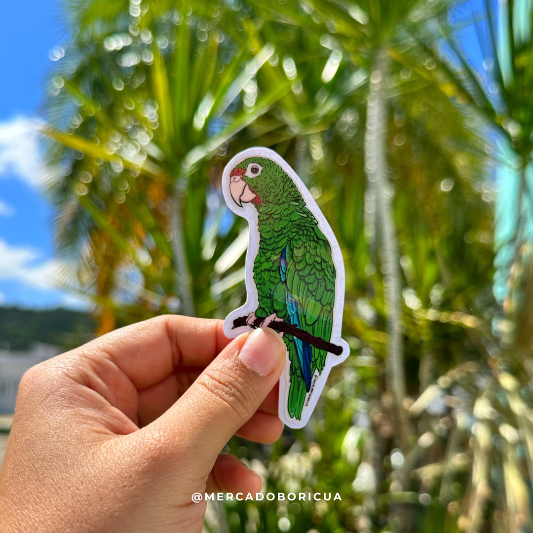 Sticker Cotorra Puertorriqueña | Amazona Vittata | Iguaca | Puertorican Amazon