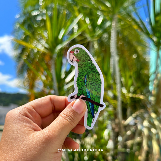 Sticker Cotorra Puertorriqueña | Amazona Vittata | Iguaca | Puertorican Amazon